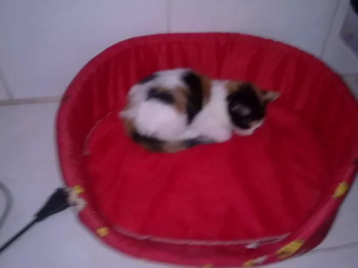 Gato raça srd idade 2 a 6 meses nome Vick