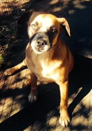 Cachorro ra a indefinida idade 1 ano nome Laika