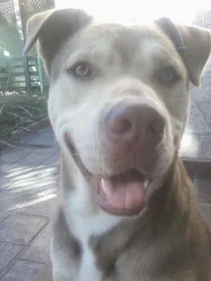 Cachorro raça sem raça definida idade 2 anos nome marlon
