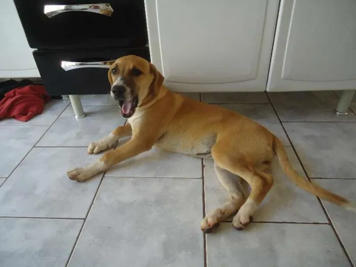 Cachorro ra a indefinida idade 2 a 6 meses nome Princesa