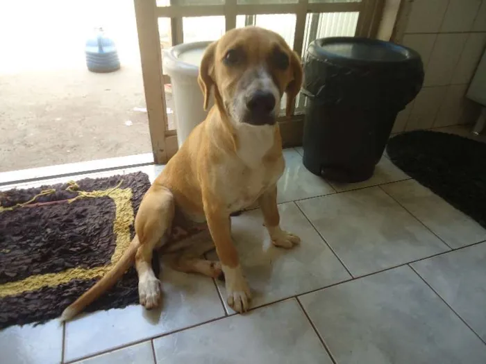 Cachorro ra a indefinida idade 2 a 6 meses nome Princesa