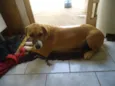 Princesa