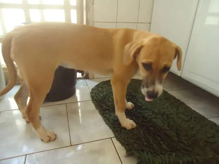 Cachorro ra a indefinida idade 2 a 6 meses nome Princesa