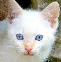 Gato raça mistura idade 2 a 6 meses nome jhimi