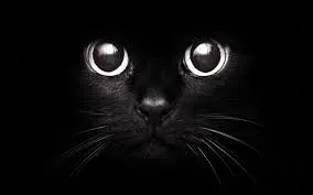 Gato ra a comum idade 2 a 6 meses nome mia