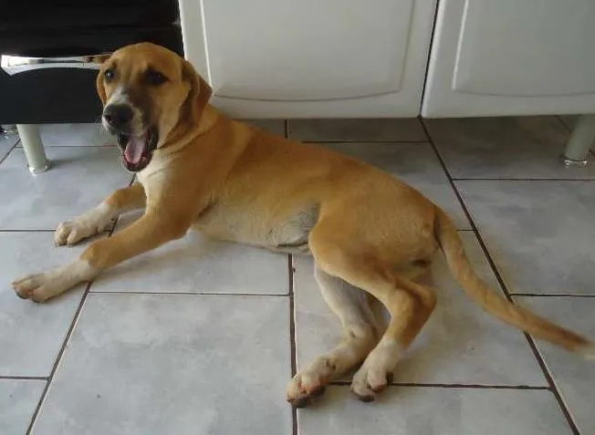 Cachorro ra a indefinida idade 2 a 6 meses nome Princesa