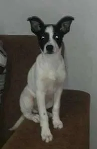 Cachorro ra a SRD idade 7 a 11 meses nome MAX