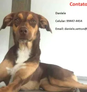 Cachorro raça SRD idade 1 ano nome Vitória