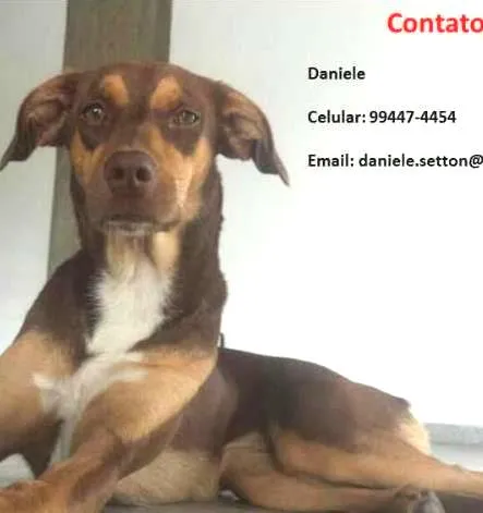 Cachorro ra a SRD idade 1 ano nome Vitória