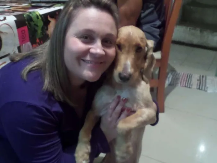 Cachorro ra a Cocker idade 2 anos nome Pepy