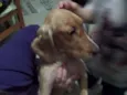 Pepy