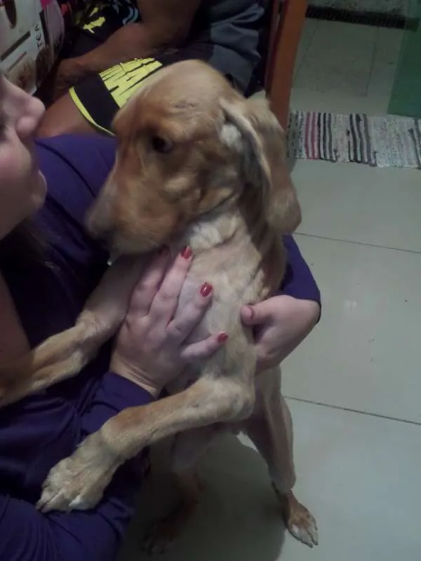 Cachorro ra a Cocker idade 2 anos nome Pepy