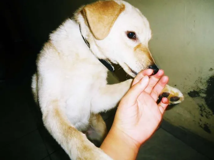 Cachorro ra a poodle/vira lata idade 2 a 6 meses nome Branquinha