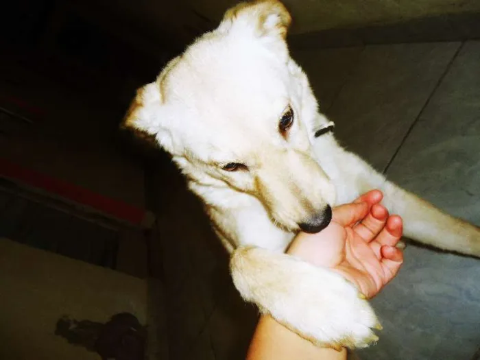 Cachorro ra a poodle/vira lata idade 2 a 6 meses nome Branquinha