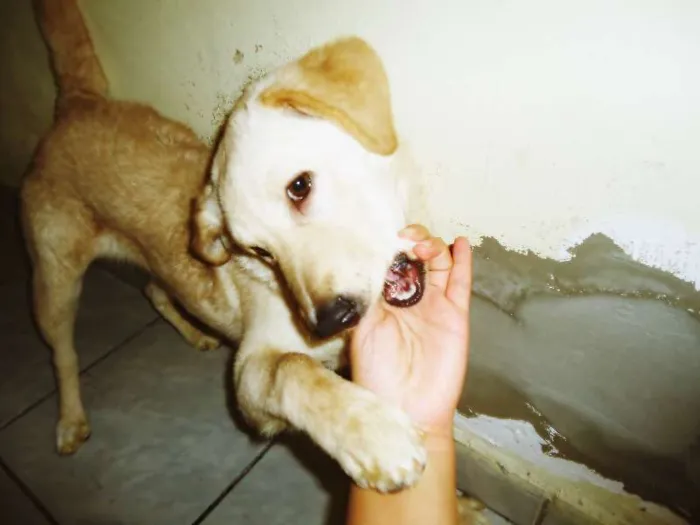 Cachorro ra a poodle/vira lata idade 2 a 6 meses nome Branquinha