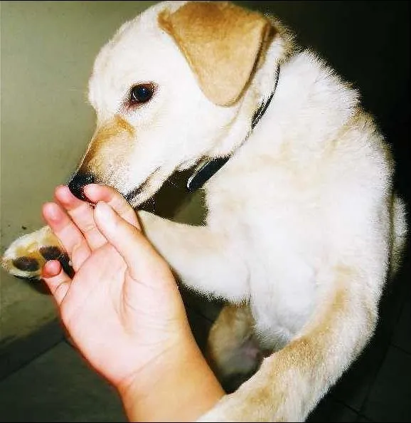 Cachorro ra a poodle/vira lata idade 2 a 6 meses nome Branquinha
