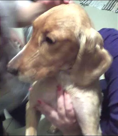 Cachorro ra a Cocker idade 2 anos nome Pepy