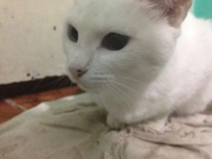 Gato ra a  idade  nome sem nome