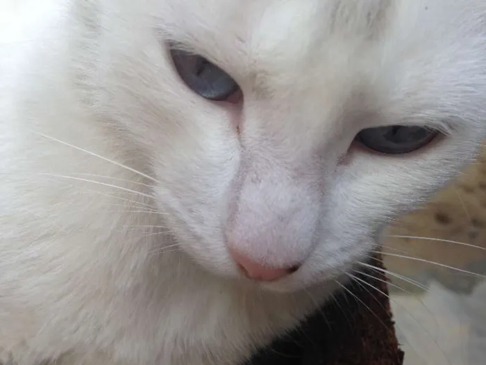 Gato ra a  idade  nome sem nome