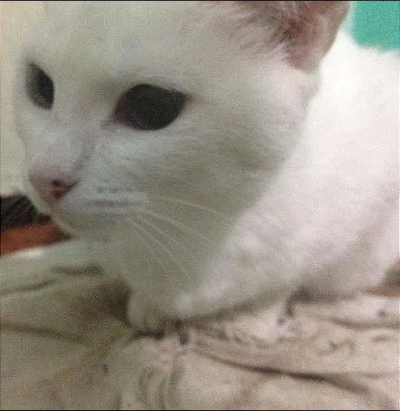 Gato ra a  idade  nome sem nome