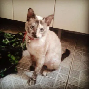 Gato raça Srd idade 1 ano nome PRINCESA
