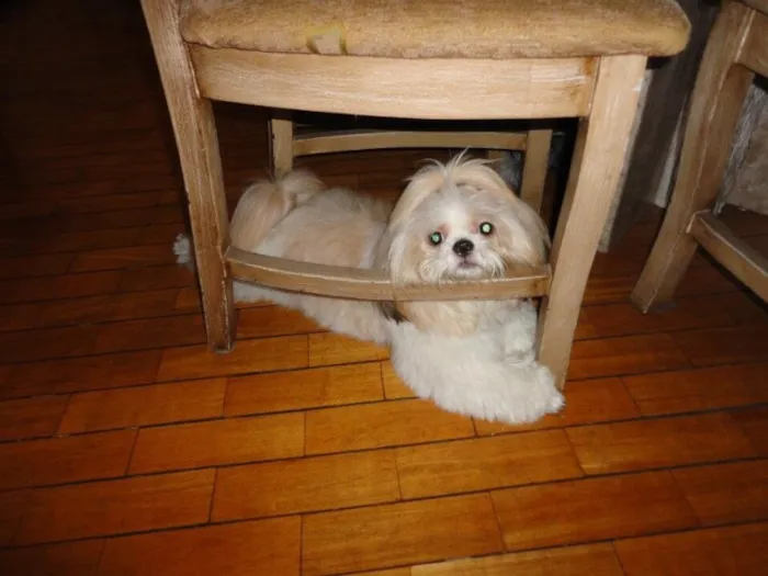 Cachorro raça Shitzu idade 4 anos nome Toddynho
