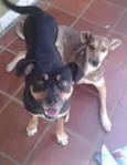 Sansão e Dalila