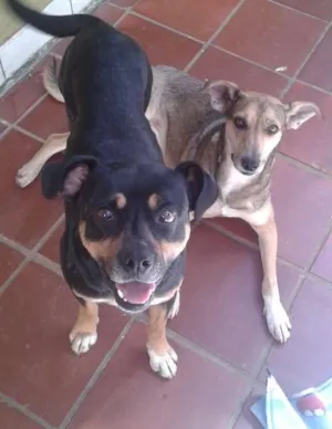 Cachorro raça SRD idade 2 anos nome Sansão e Dalila