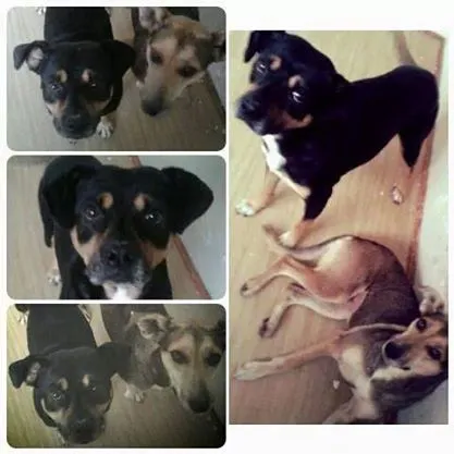 Cachorro ra a SRD idade 2 anos nome Sansão e Dalila