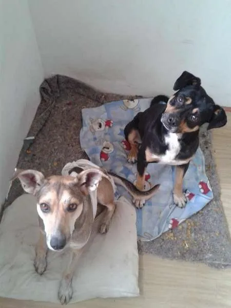 Cachorro ra a SRD idade 2 anos nome Sansão e Dalila