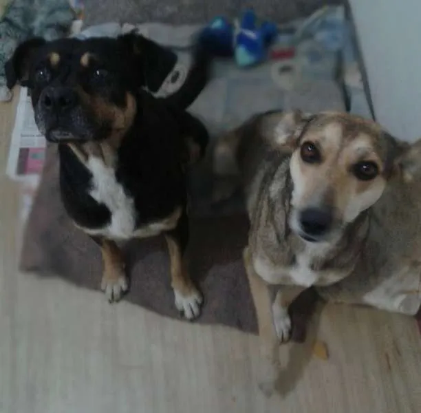 Cachorro ra a SRD idade 2 anos nome Sansão e Dalila