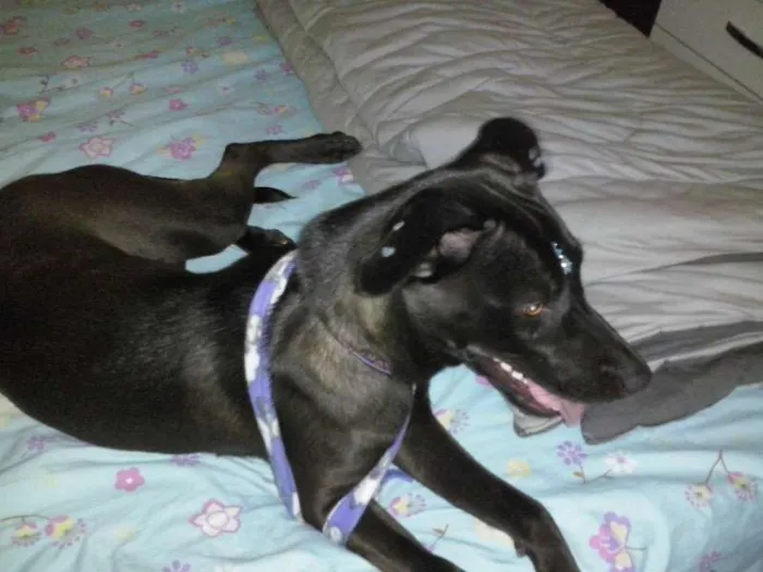 Cachorro ra a flia/labrador idade 7 a 11 meses nome july