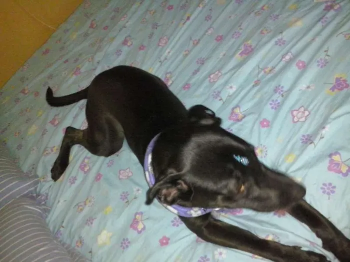 Cachorro ra a flia/labrador idade 7 a 11 meses nome july