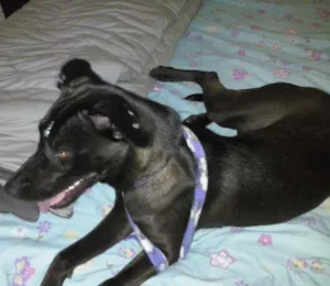 Cachorro raça flia/labrador idade 7 a 11 meses nome july