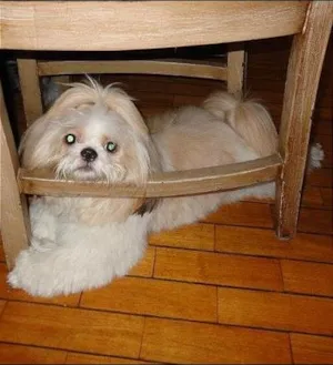 Cachorro raça Shitzu idade 4 anos nome Toddynho