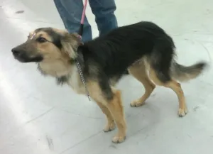 Cachorro raça SRD idade 7 a 11 meses nome Belinha