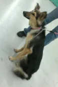 Belinha