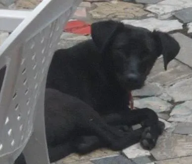 Cachorro raça Labrador Mestiço idade 7 a 11 meses nome Lucky