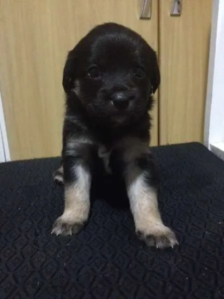 Cachorro ra a não sei  idade Abaixo de 2 meses nome filhotes