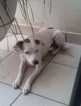 Cachorro ra a SRD idade 2 anos nome Paçoca