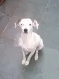 Paçoca