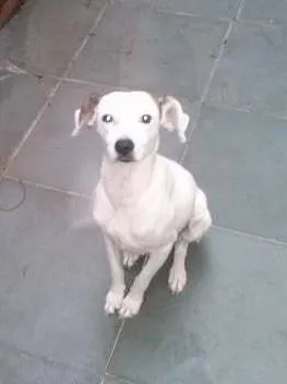 Cachorro ra a SRD idade 2 anos nome Paçoca