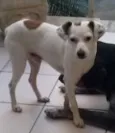 Paçoca