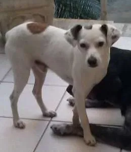 Cachorro ra a SRD idade 2 anos nome Paçoca