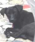 Cachorro raça Labrador Mestiço idade 7 a 11 meses nome Lucky