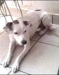 Cachorro ra a SRD idade 2 anos nome Paçoca