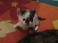 Florzinha, Pompom ,