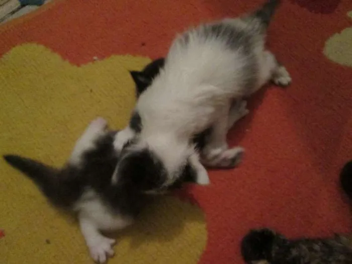Gato ra a não definida idade Abaixo de 2 meses nome Florzinha, Pompom ,