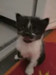 Florzinha, Pompom ,