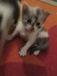 Florzinha, Pompom ,
